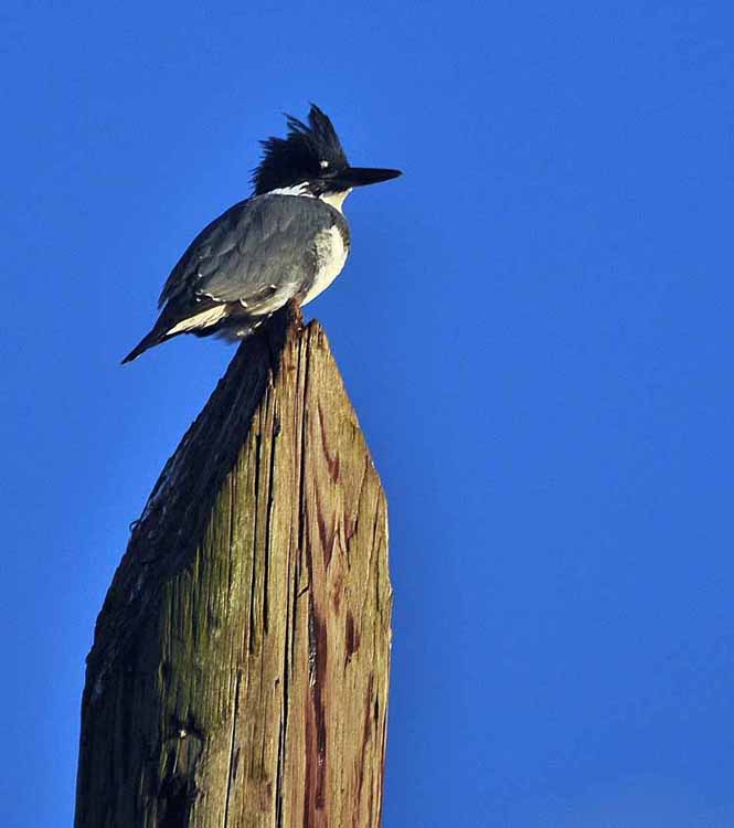 kingfisher on pole